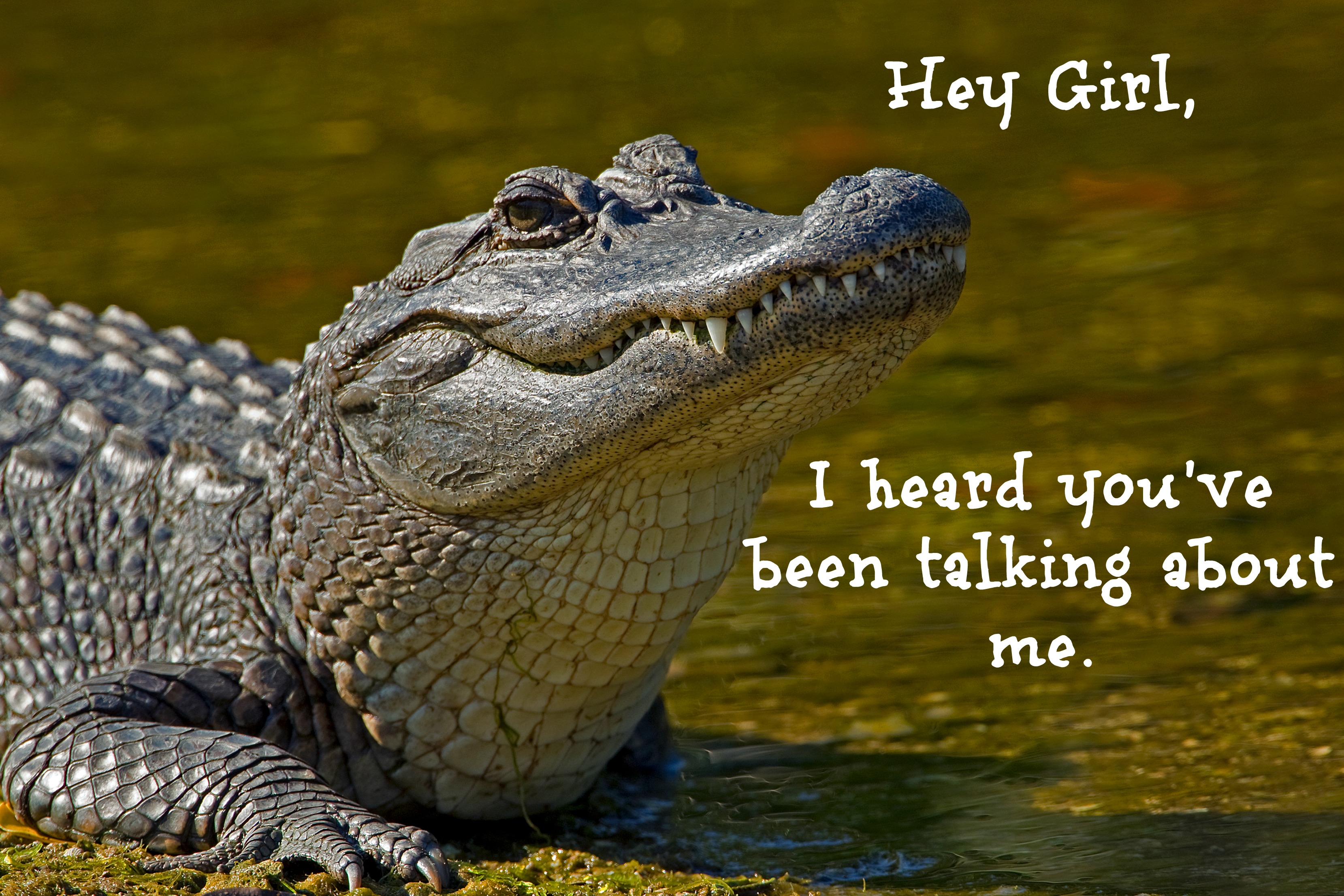 Hey Girl, I heard you've been talking about me.