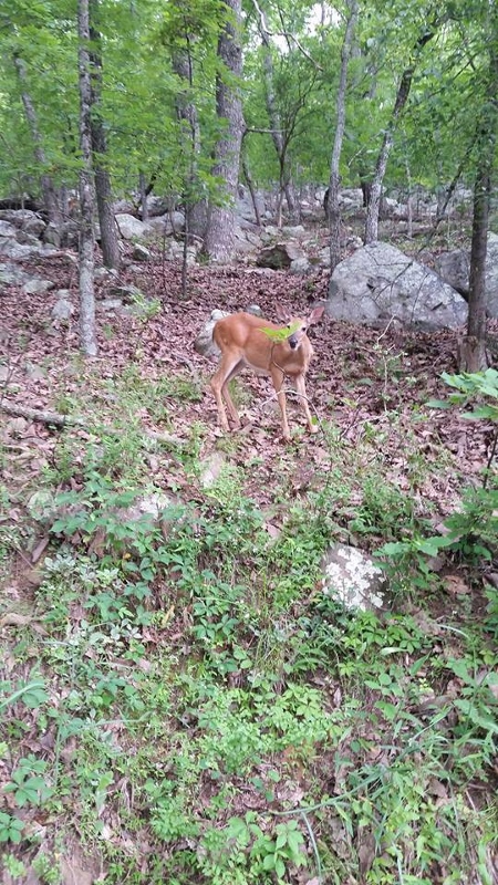 Hiking with BGR Deer